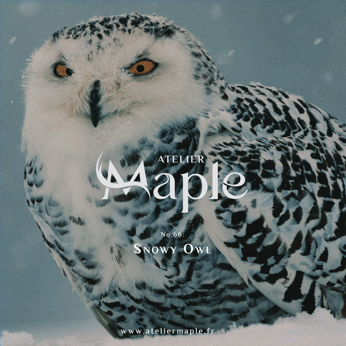 Bougie SNOWY OWL - Vanille, Sucre brun et Rhum